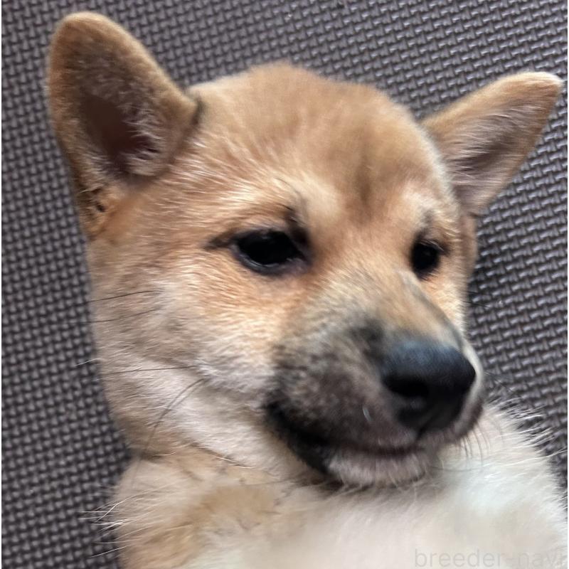 販売中の福岡県の豆柴-439833の11枚目