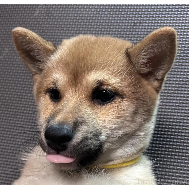 販売中の福岡県の豆柴-439833の10枚目