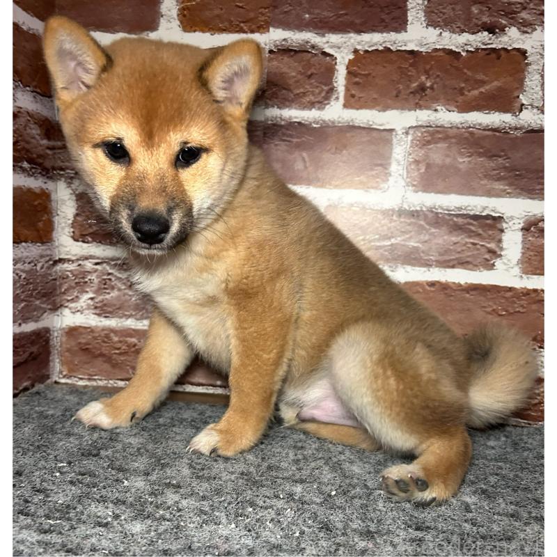 販売中の福岡県の豆柴-439833の9枚目