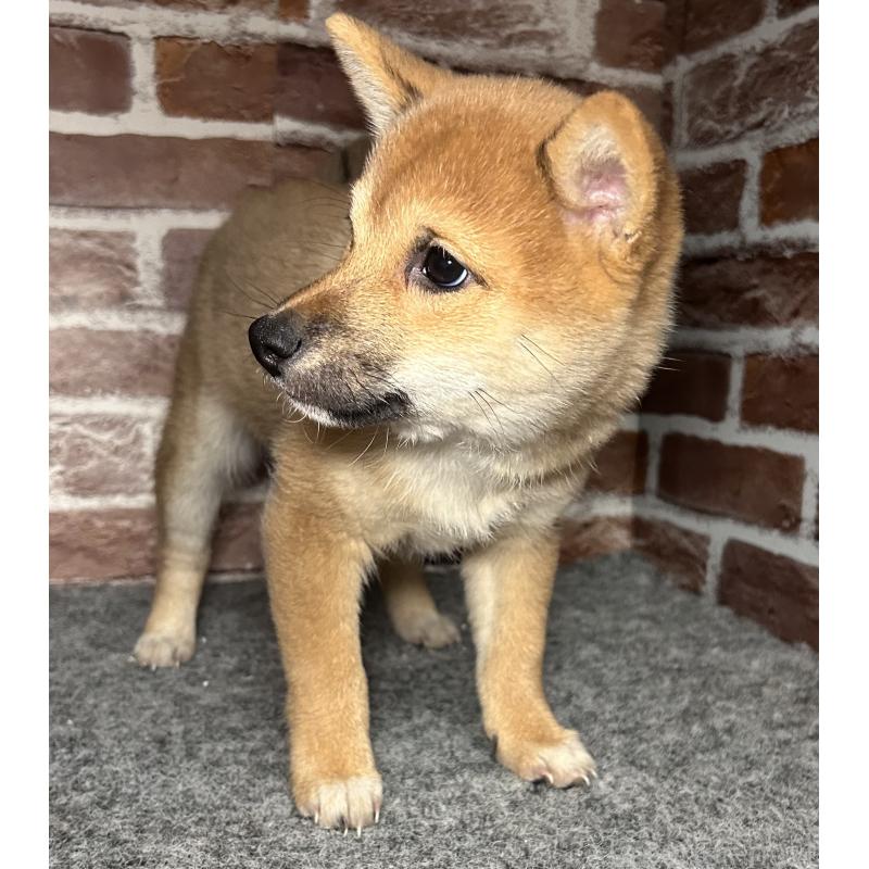 販売中の福岡県の豆柴-439833の8枚目