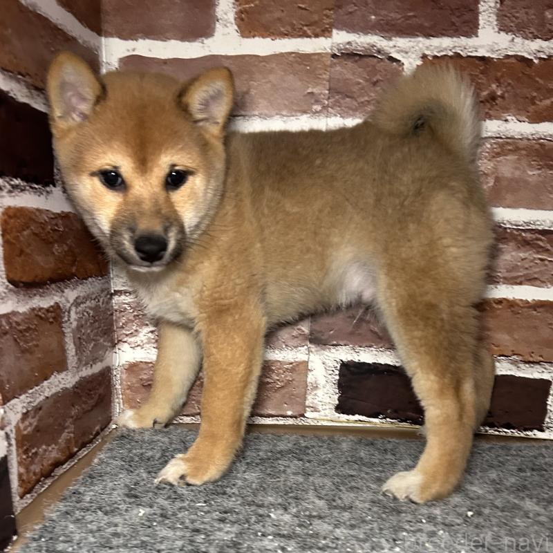 販売中の福岡県の豆柴-439833の7枚目