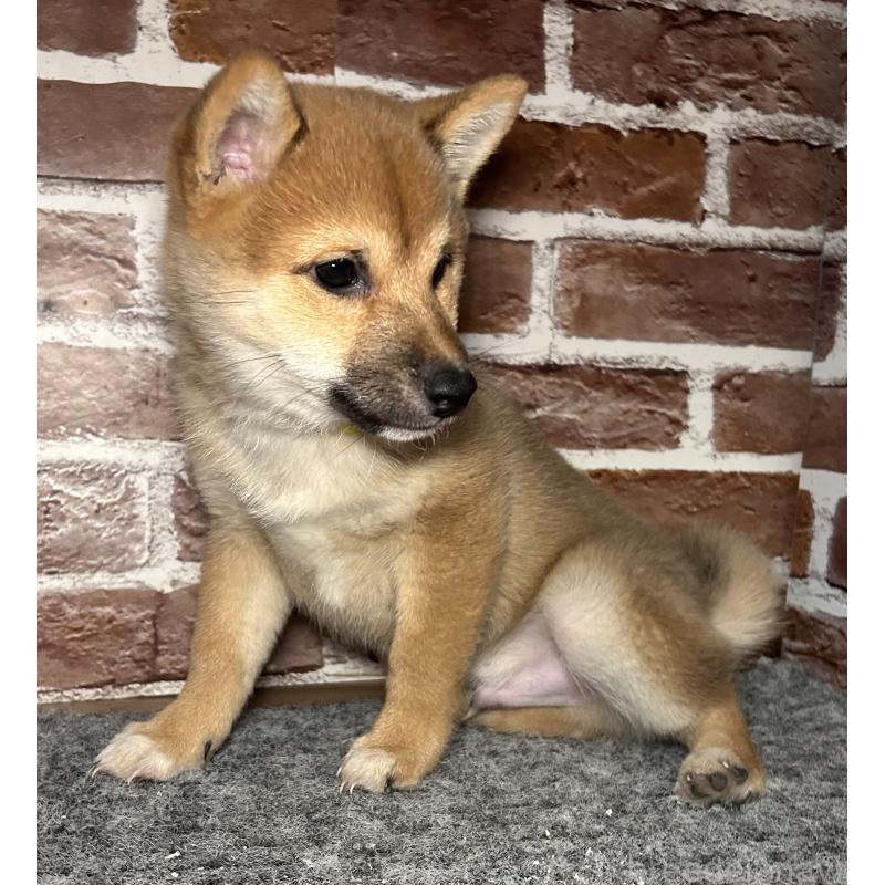 販売中の福岡県の豆柴-439833の6枚目