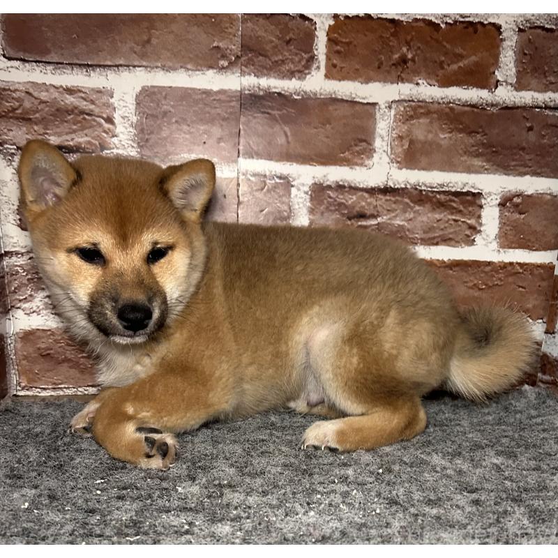 販売中の福岡県の豆柴-439833の5枚目