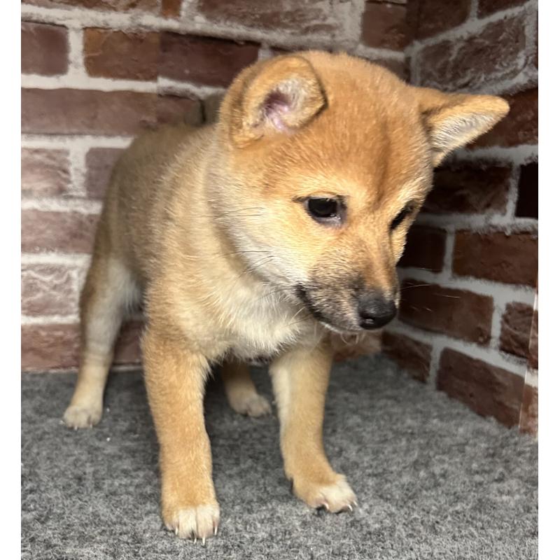 販売中の福岡県の豆柴-439833の4枚目