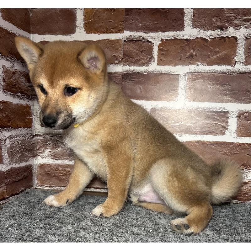 販売中の福岡県の豆柴-439833の3枚目