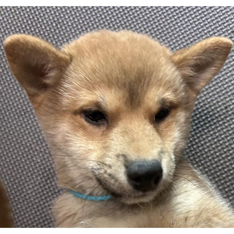 販売中の福岡県の豆柴-439834の13枚目