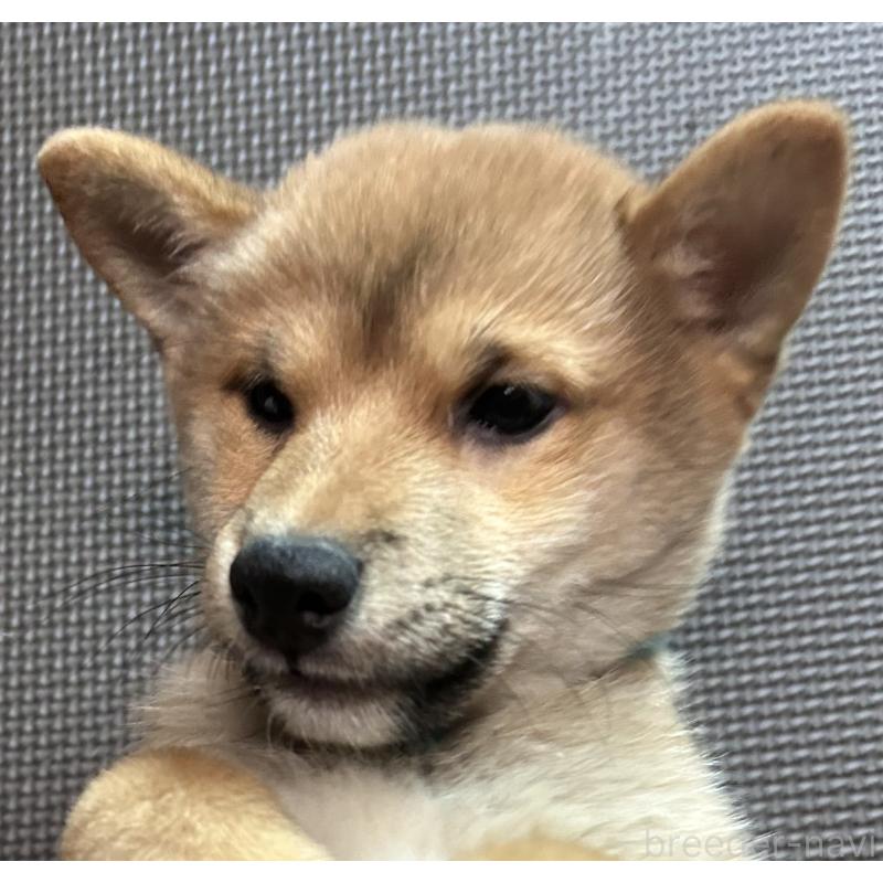 販売中の福岡県の豆柴-439834の12枚目