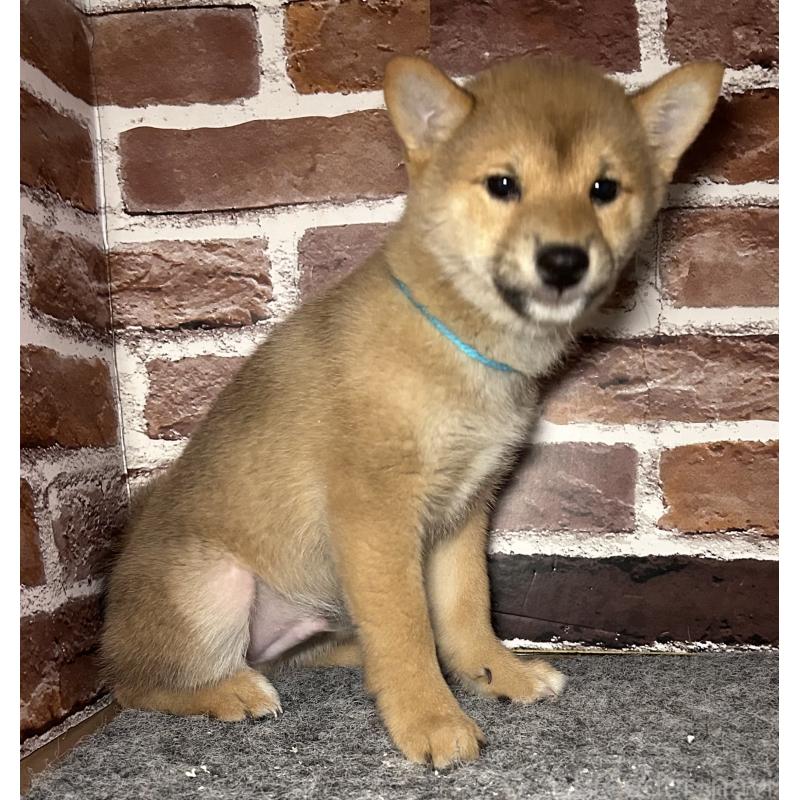 販売中の福岡県の豆柴-439834の11枚目