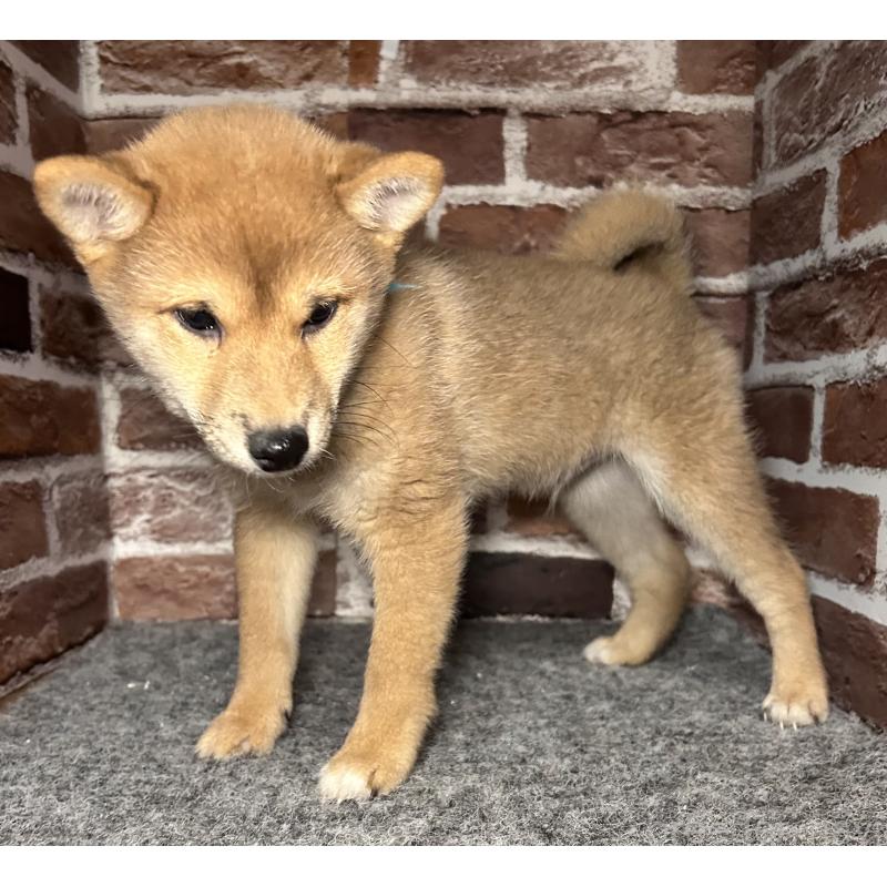 販売中の福岡県の豆柴-439834の10枚目