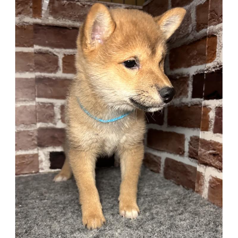 販売中の福岡県の豆柴-439834の9枚目