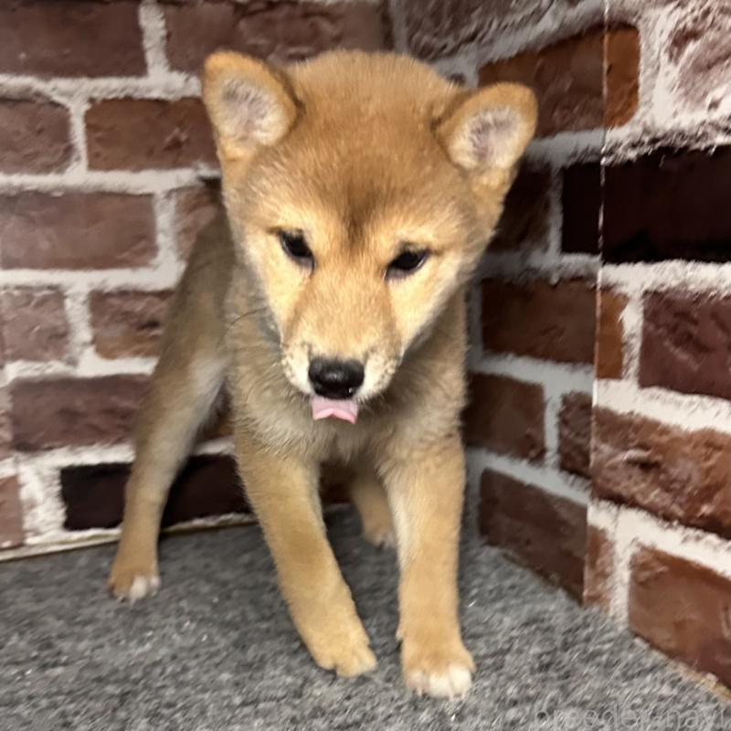 販売中の福岡県の豆柴-439834の8枚目