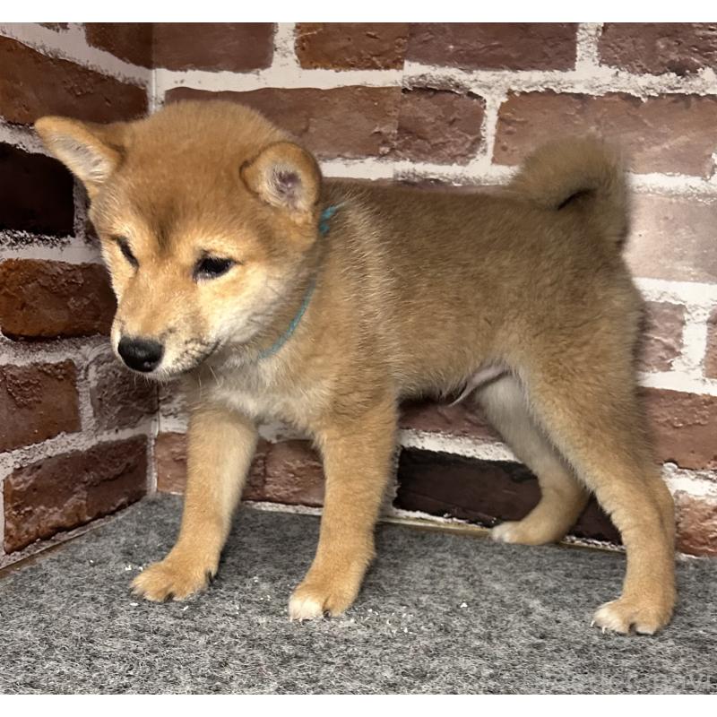 販売中の福岡県の豆柴-439834の6枚目