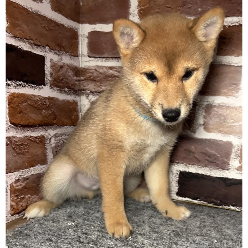 販売中の福岡県の豆柴-439834の5枚目