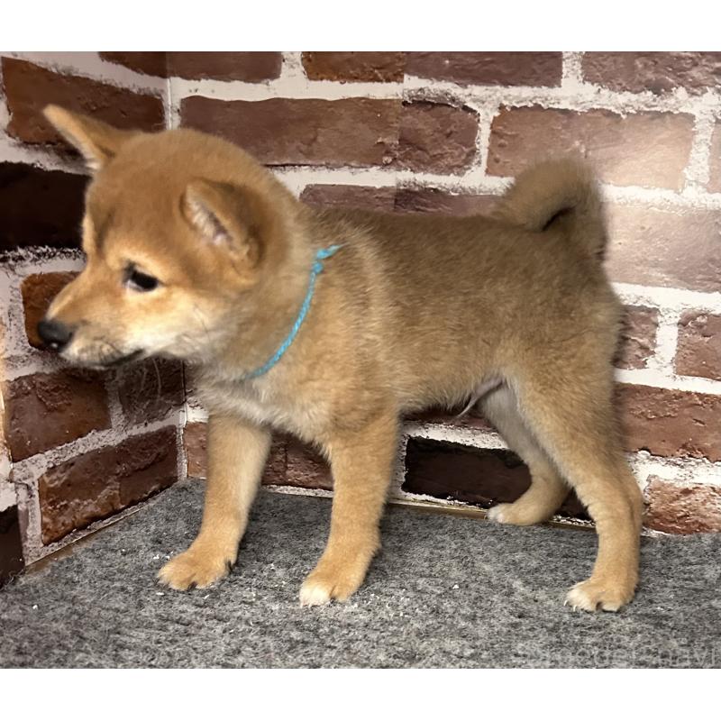 販売中の福岡県の豆柴-439834の4枚目