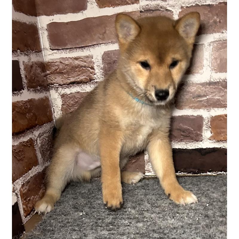 販売中の福岡県の豆柴-439834の3枚目