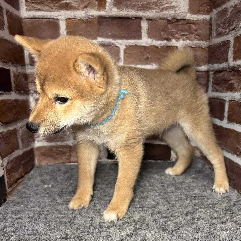 販売中の福岡県の豆柴-439834の2枚目