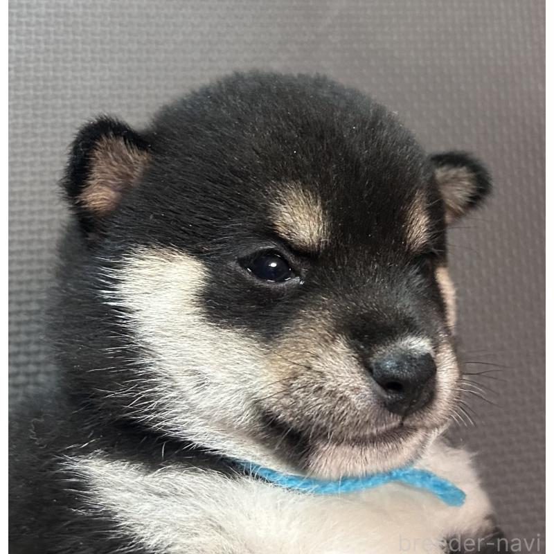 販売中の福岡県の豆柴-439835の14枚目