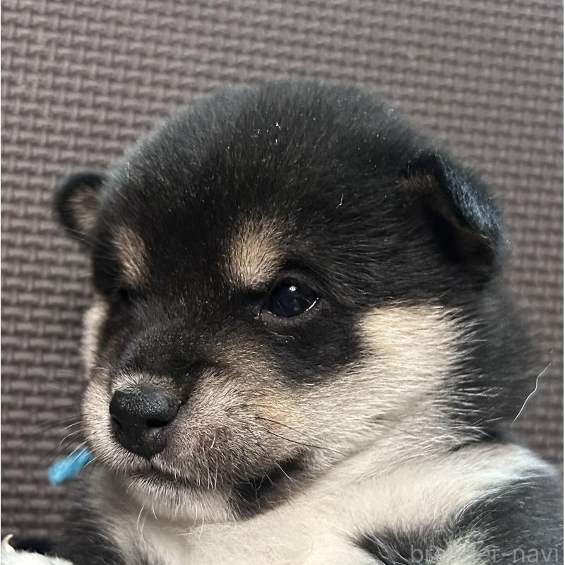 販売中の福岡県の豆柴-439835の13枚目