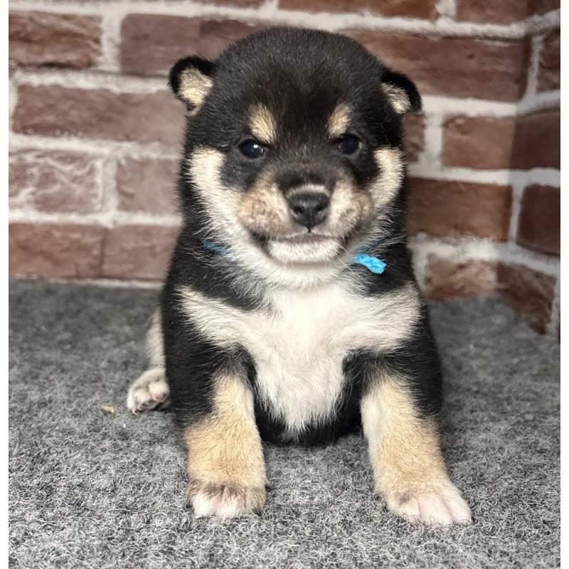 販売中の福岡県の豆柴-439835の12枚目