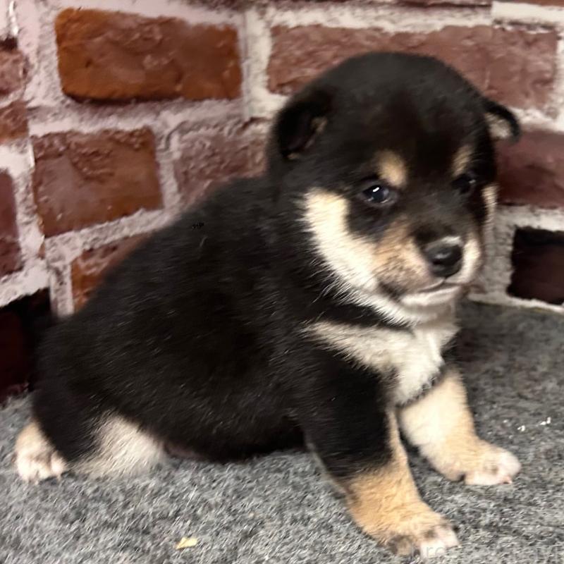 販売中の福岡県の豆柴-439835の11枚目