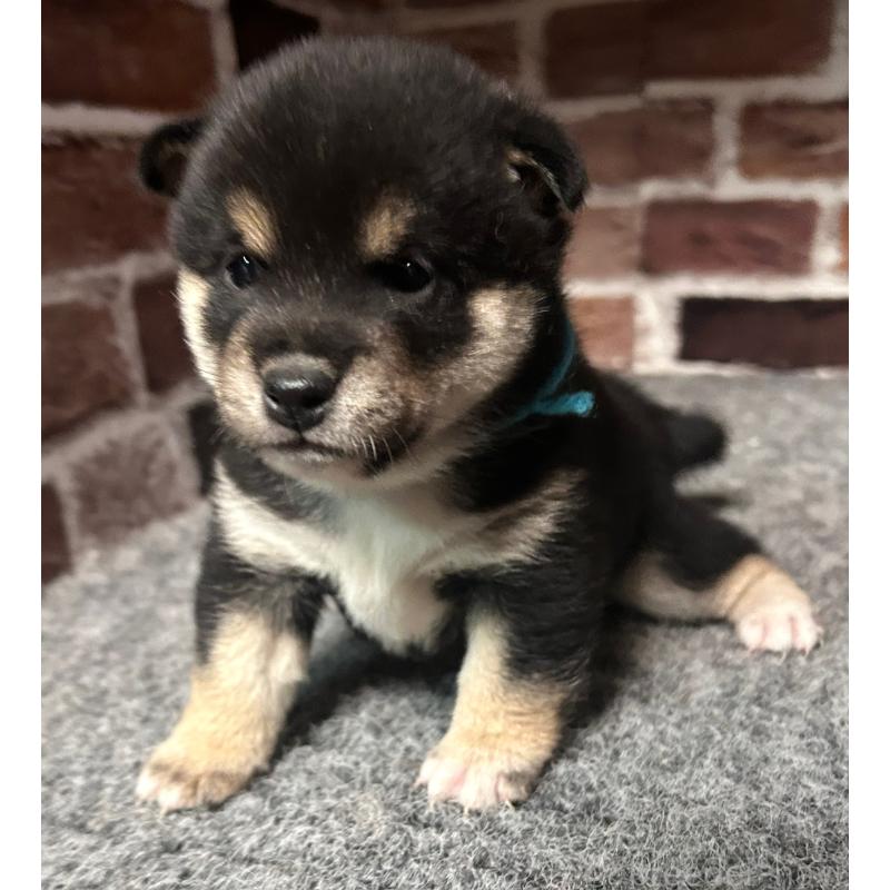 販売中の福岡県の豆柴-439835の10枚目