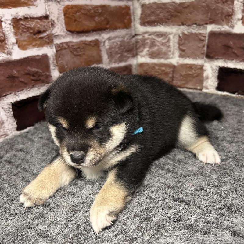 販売中の福岡県の豆柴-439835の9枚目