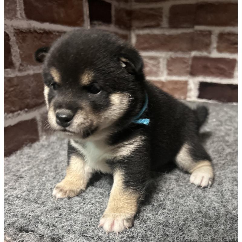 販売中の福岡県の豆柴-439835の8枚目