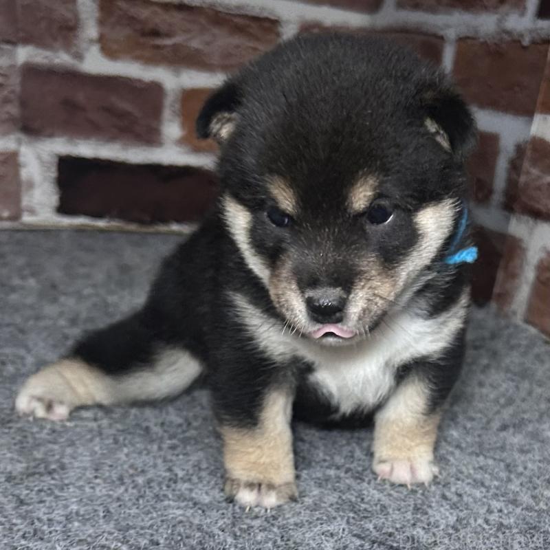 販売中の福岡県の豆柴-439835の7枚目