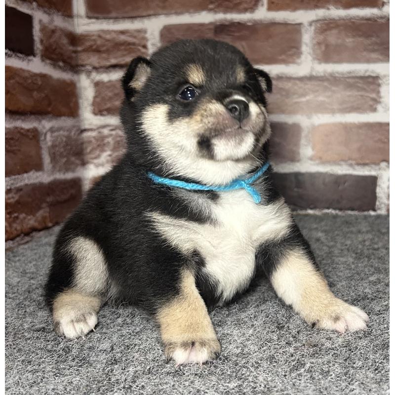 販売中の福岡県の豆柴-439835の5枚目