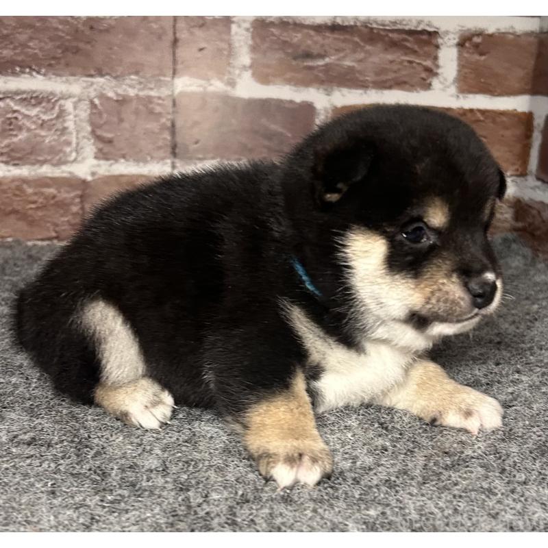 販売中の福岡県の豆柴-439835の4枚目