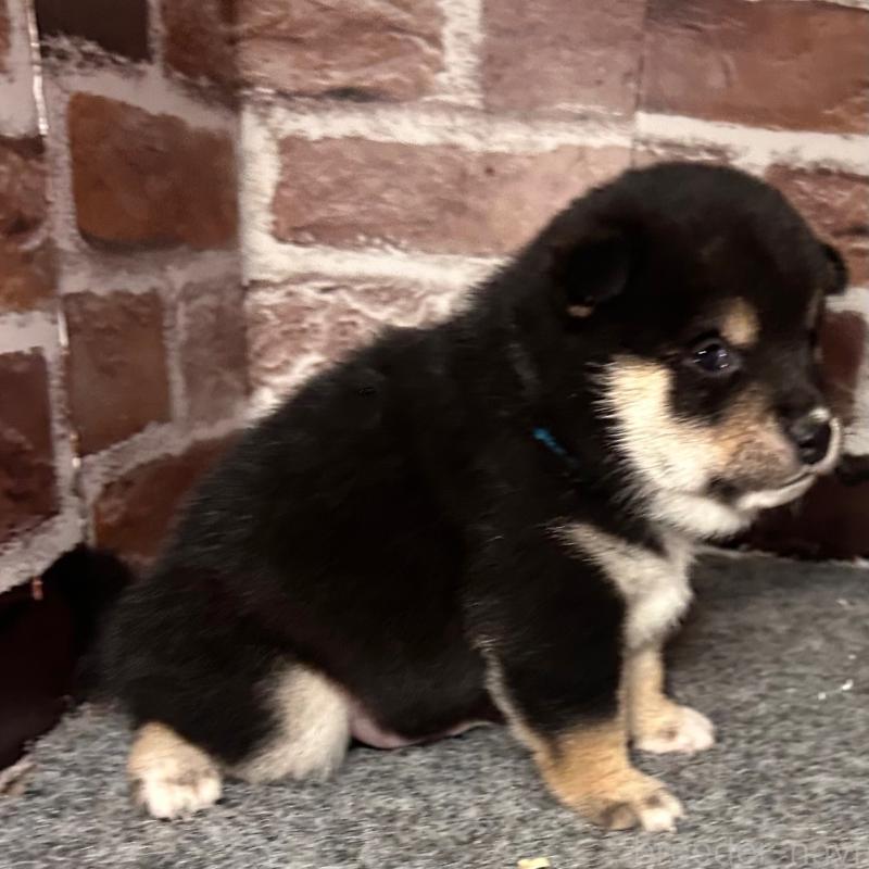 販売中の福岡県の豆柴-439835の2枚目