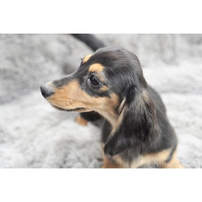 販売中の滋賀県のカニンヘンダックスフンド(ロングヘアード)-431218の2枚目