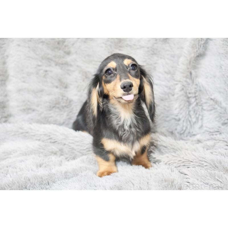 販売中の滋賀県のカニンヘンダックスフンド(ロングヘアード)-420208の2枚目