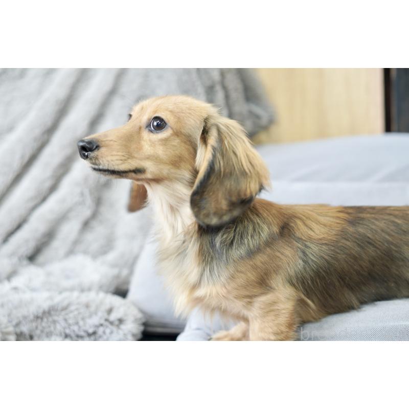 商談中の滋賀県のカニンヘンダックスフンド(ロングヘアード)-394093の2枚目