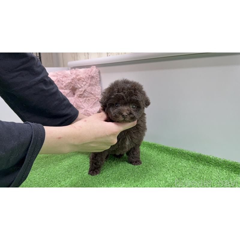 販売中の東京都のティーカッププードル-439837の4枚目