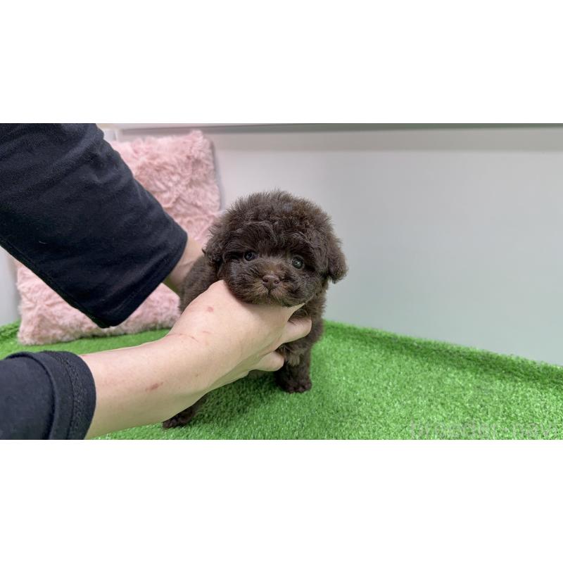 販売中の東京都のティーカッププードル-439837の3枚目