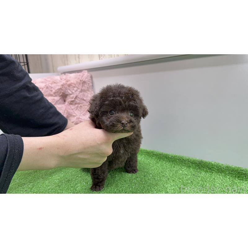 販売中の東京都のティーカッププードル-439837の2枚目