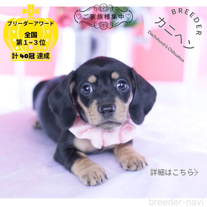 販売中の愛知県のカニンヘンダックスフンド(スムースヘアード)-437319