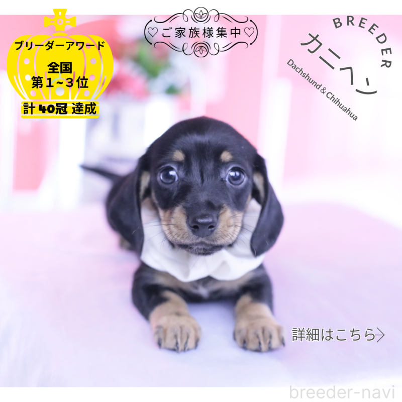 販売中の愛知県のカニンヘンダックスフンド(スムースヘアード)-437316