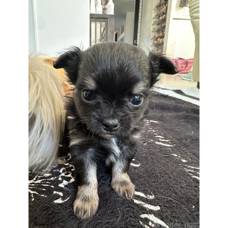 販売中の山形県のチワワ(ロングコート)-437238の4枚目