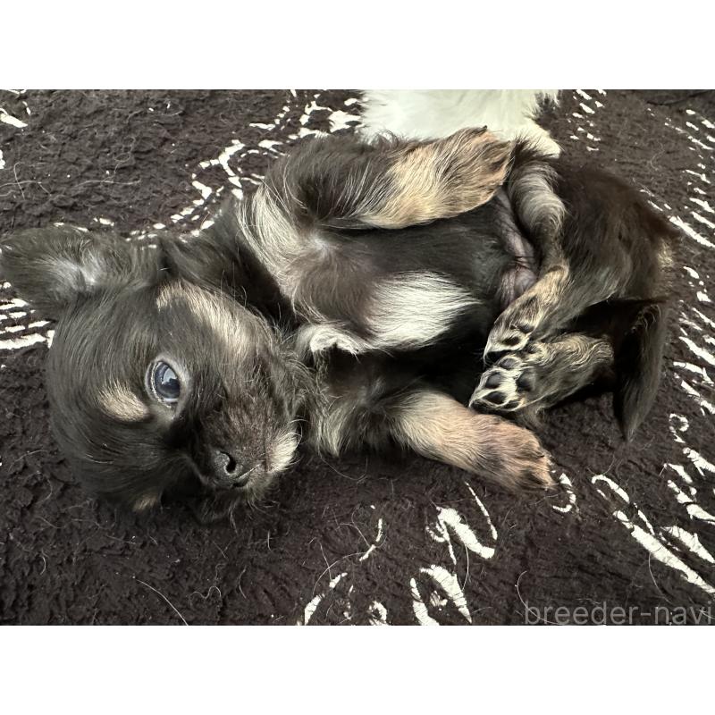 販売中の山形県のチワワ(ロングコート)-437238の3枚目