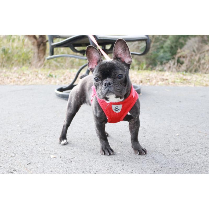 販売中の京都府のフレンチブルドッグ-399351の7枚目