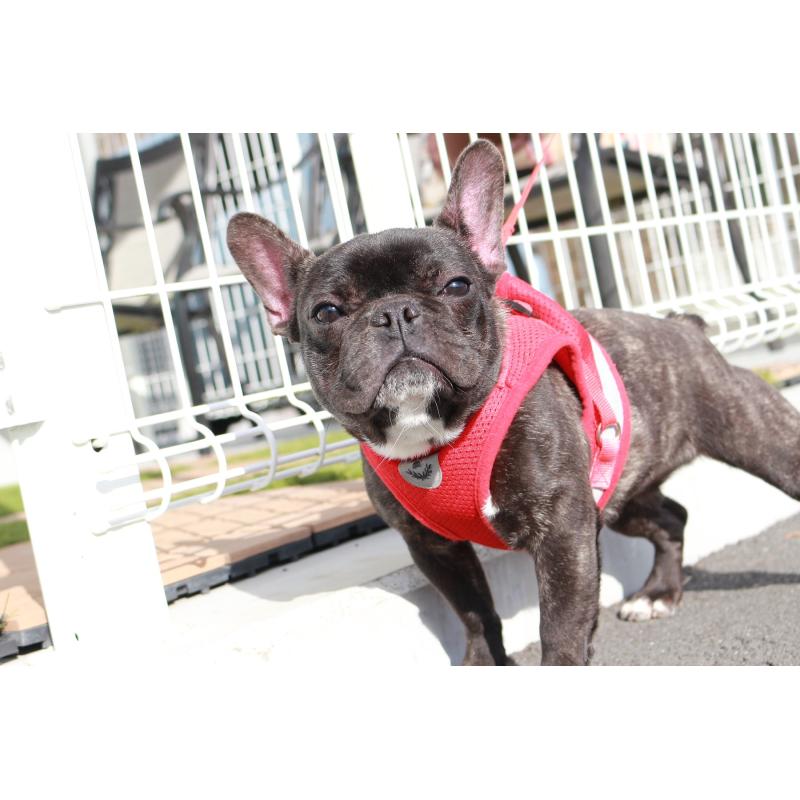 販売中の京都府のフレンチブルドッグ-399351の6枚目