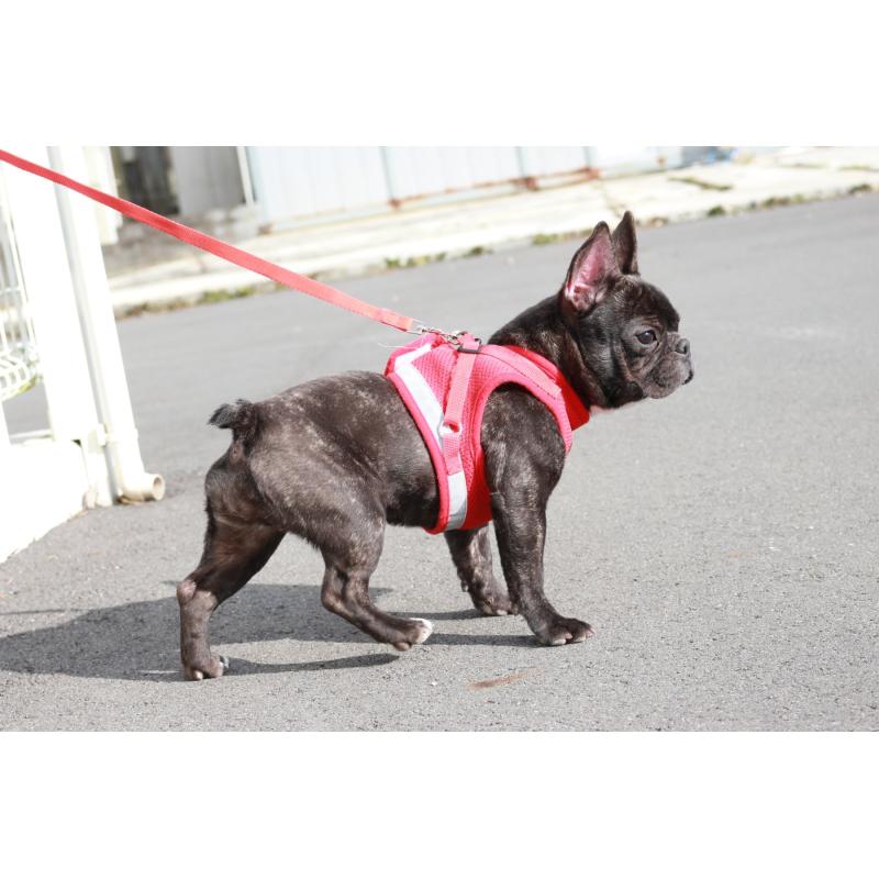 販売中の京都府のフレンチブルドッグ-399351の5枚目