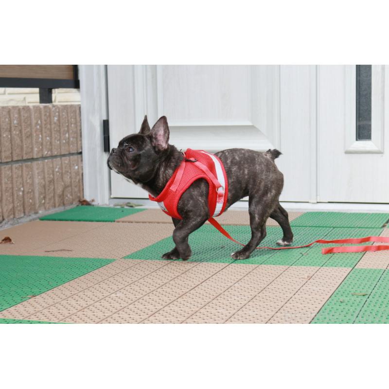 販売中の京都府のフレンチブルドッグ-399351の4枚目