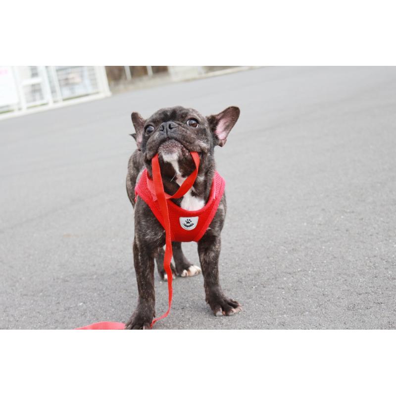 販売中の京都府のフレンチブルドッグ-399350の7枚目