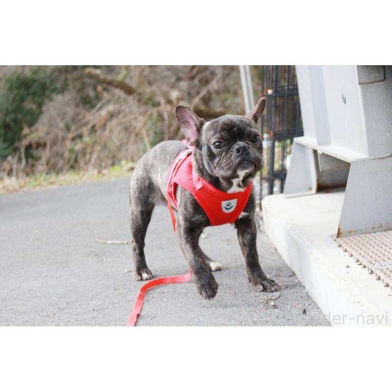 販売中の京都府のフレンチブルドッグ-399350の6枚目