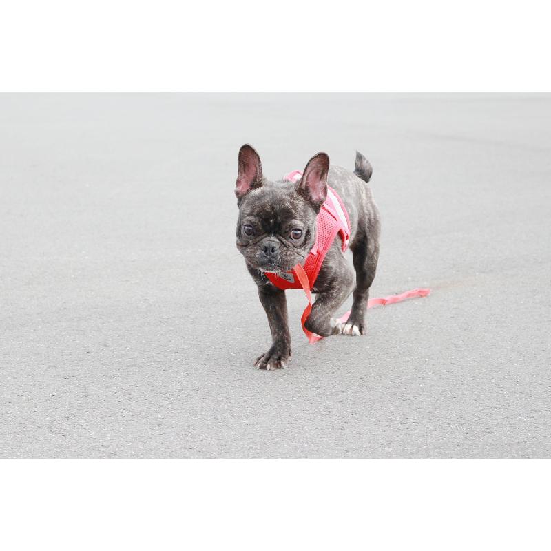 販売中の京都府のフレンチブルドッグ-399350の5枚目