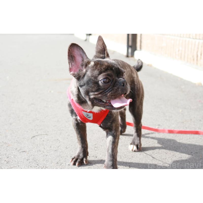 販売中の京都府のフレンチブルドッグ-399350の4枚目