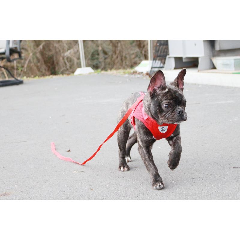 販売中の京都府のフレンチブルドッグ-399350の3枚目